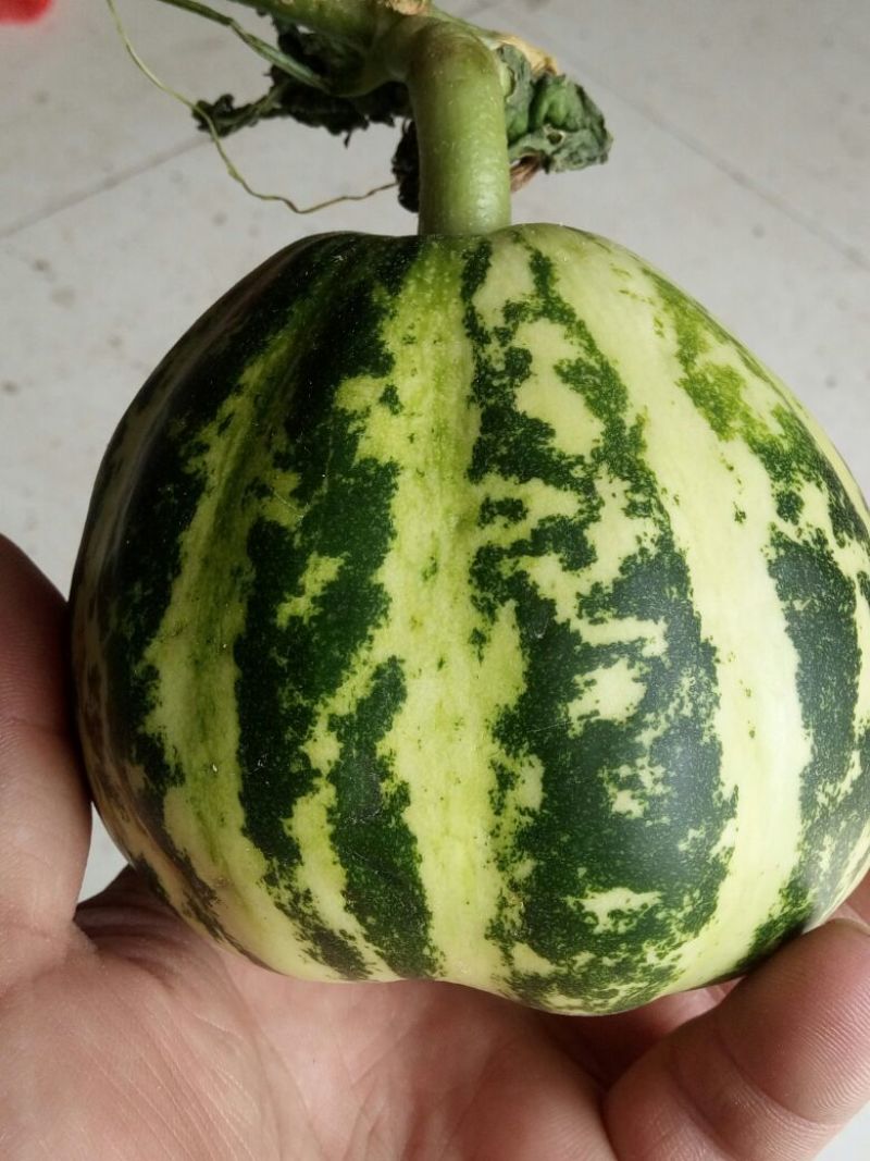甜瓜，花蕾甜瓜己上市