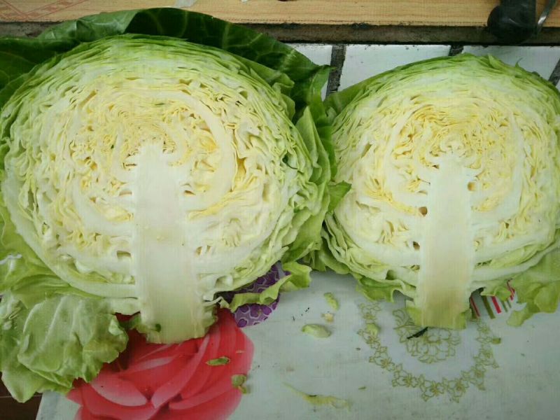精品甘蓝，量大货优质量保证，销往全国，包装齐全，视频看货！