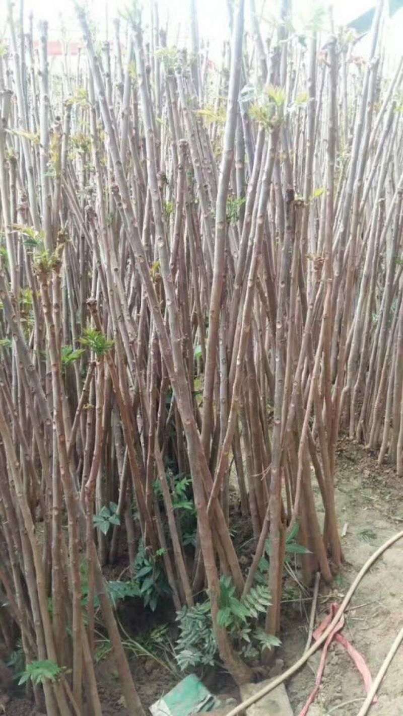 红油香椿苗大棚40cm以上年产2o一30万棵，品种纯