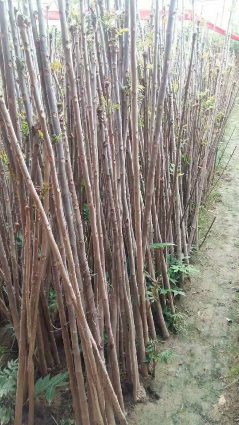 红油香椿苗大棚40cm以上年产2o一30万棵，品种纯