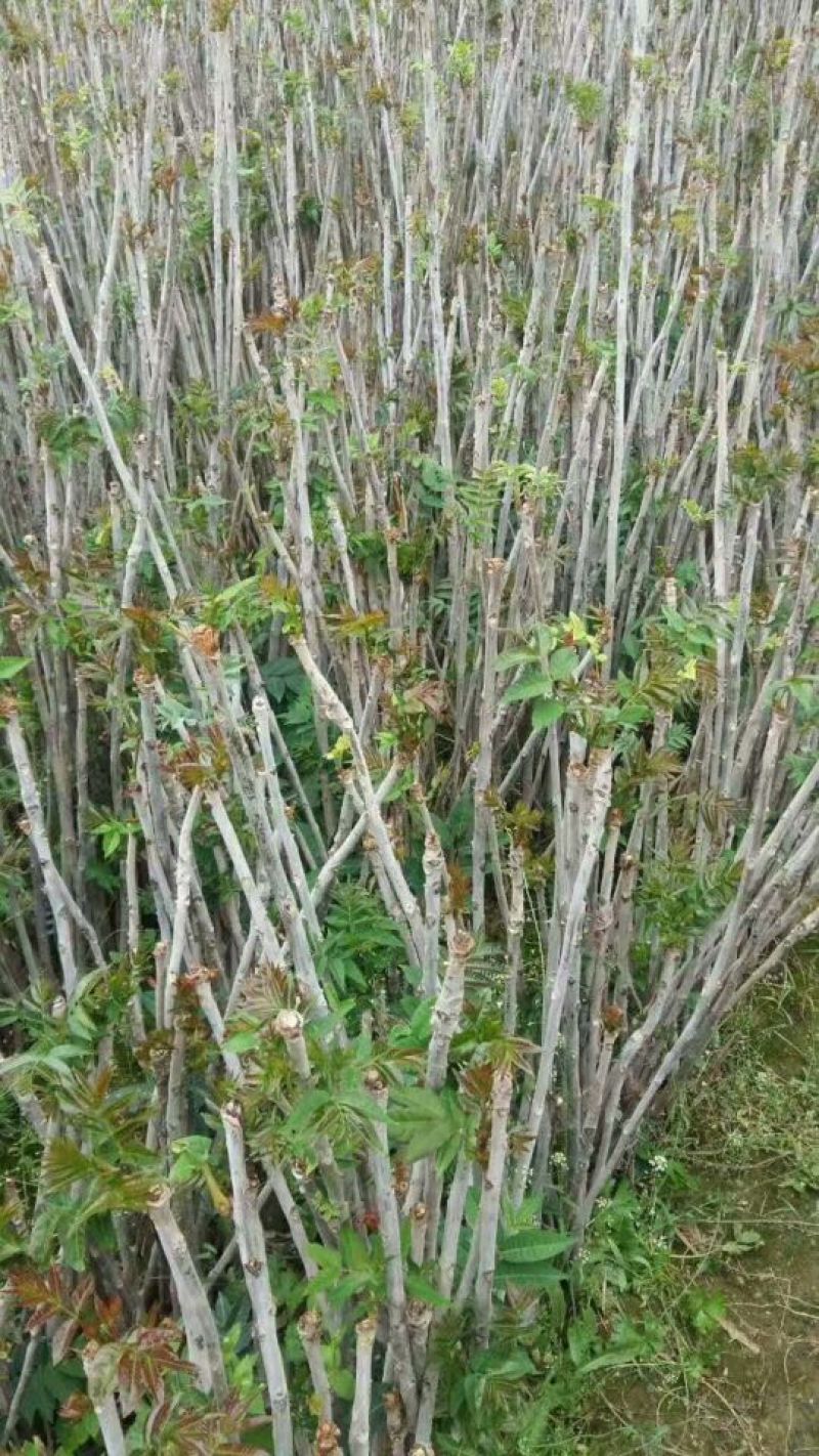 红油香椿苗大棚40cm以上年产2o一30万棵，品种纯