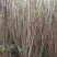 红油香椿苗大棚40cm以上年产2o一30万棵，品种纯