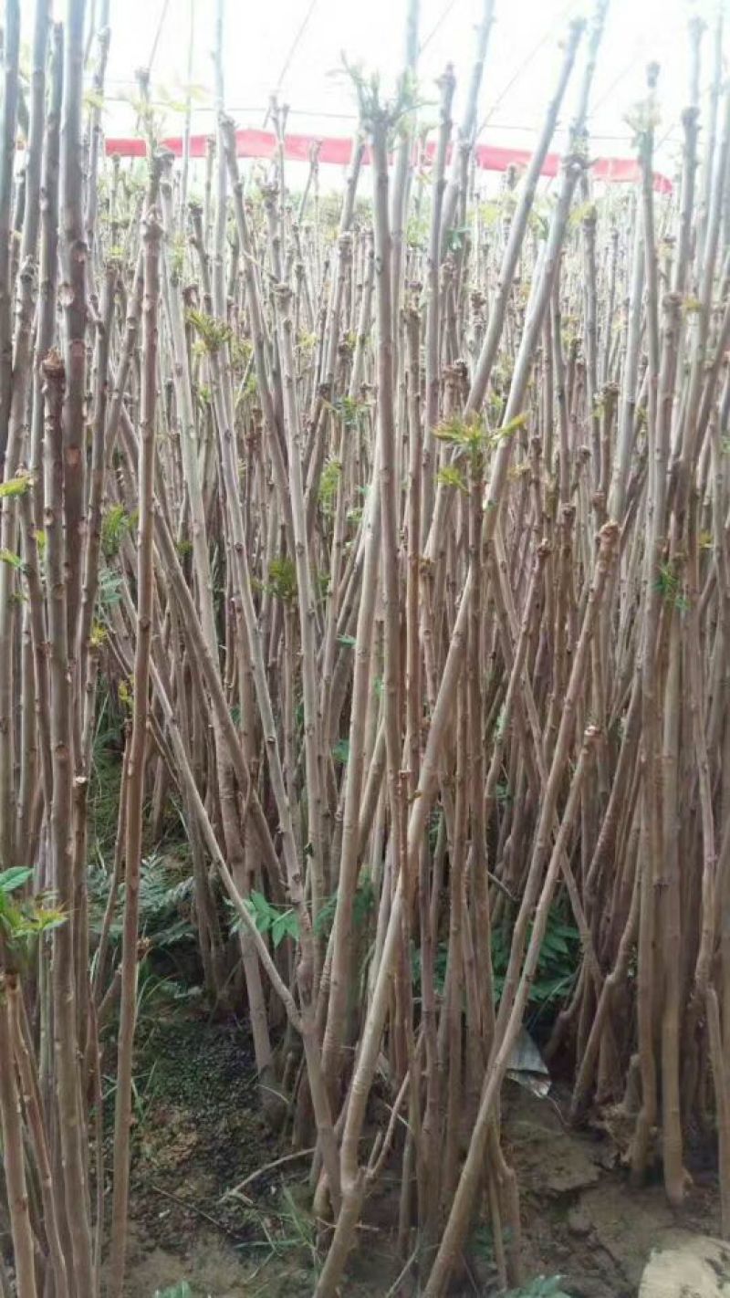 红油香椿苗大棚40cm以上年产2o一30万棵，品种纯