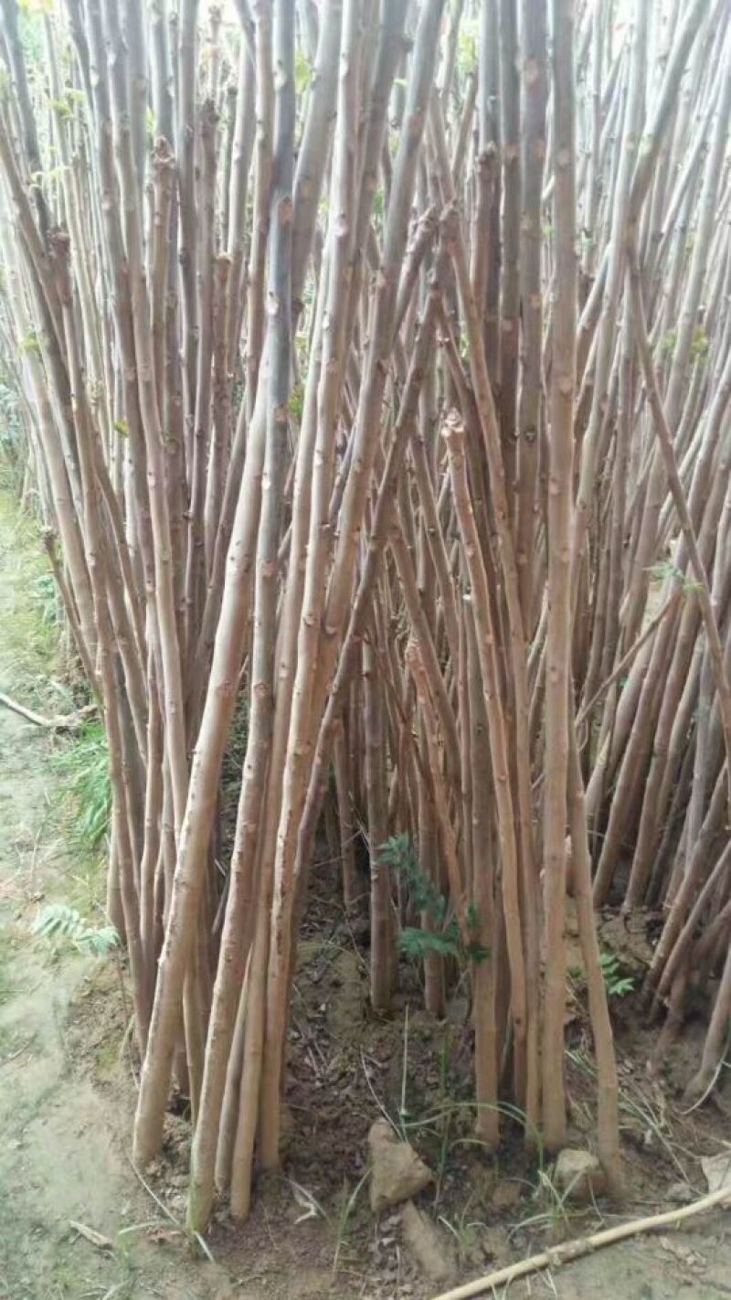 红油香椿苗大棚40cm以上年产2o一30万棵，品种纯