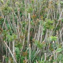 红油香椿苗大棚40cm以上年产2o一30万棵，品种纯