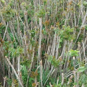 红油香椿苗大棚40cm以上年产2o一30万棵，品种纯