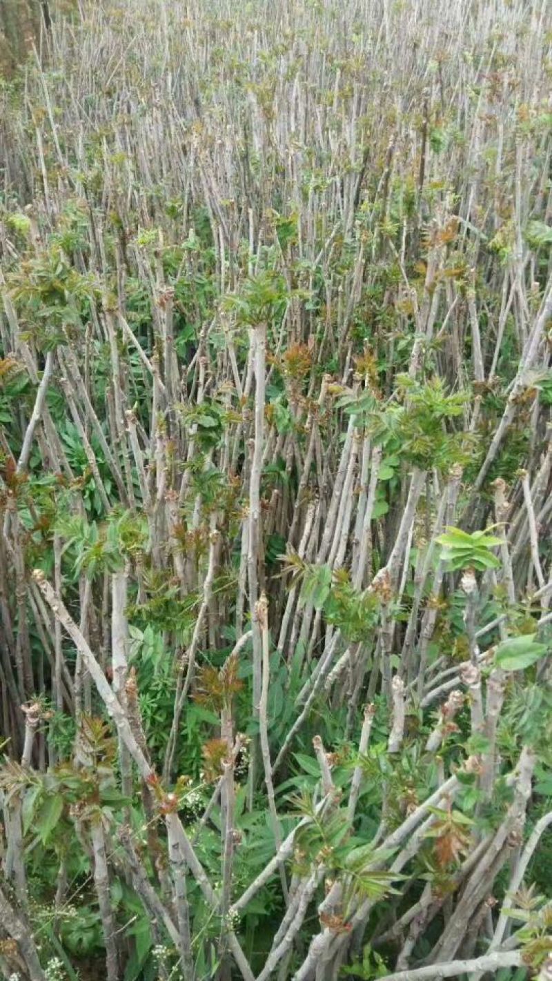 红油香椿苗大棚40cm以上年产2o一30万棵，品种纯