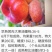 桃树苗风味天后油蟠桃苗36-5油蟠桃苗