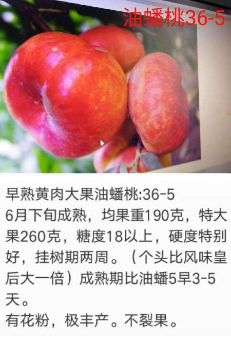桃树苗风味天后油蟠桃苗36-5油蟠桃苗