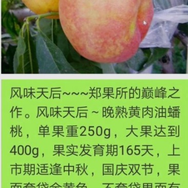 桃树苗风味天后油蟠桃苗36-5油蟠桃苗