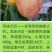 桃树苗风味天后油蟠桃苗36-5油蟠桃苗