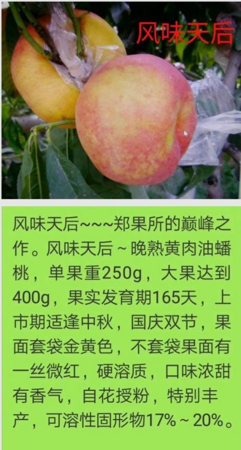 桃树苗风味天后油蟠桃苗36-5油蟠桃苗