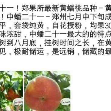 桃树苗中蟠21桃苗