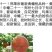 桃树苗中蟠21桃苗