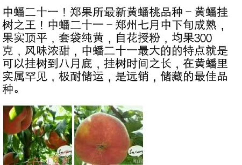 桃树苗中蟠21桃苗