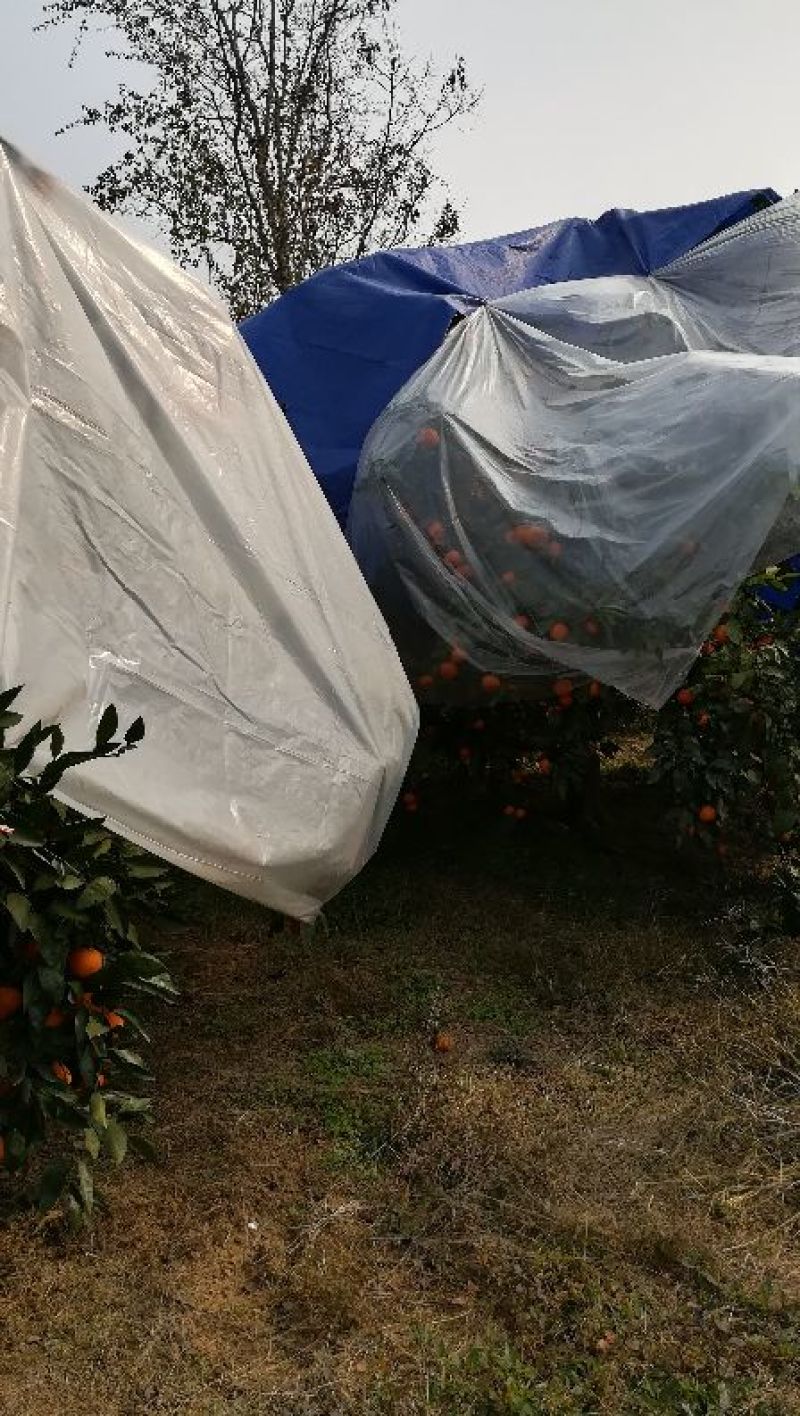 带叶芦柑，椪柑6.5~7cm口感脆甜，地头直接装车