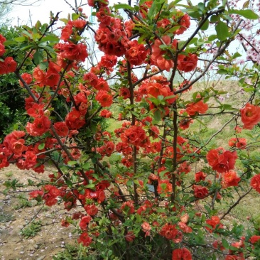 贴梗海棠苗50~60cm