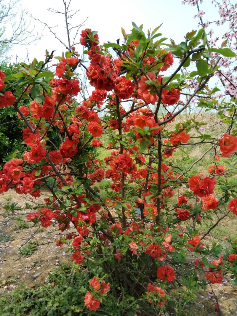 贴梗海棠苗50~60cm