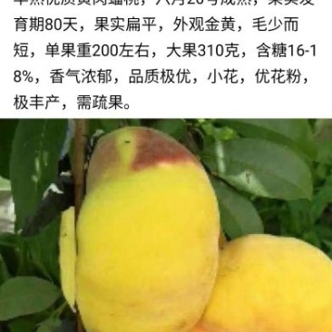 桃树苗中蟠2号桃苗