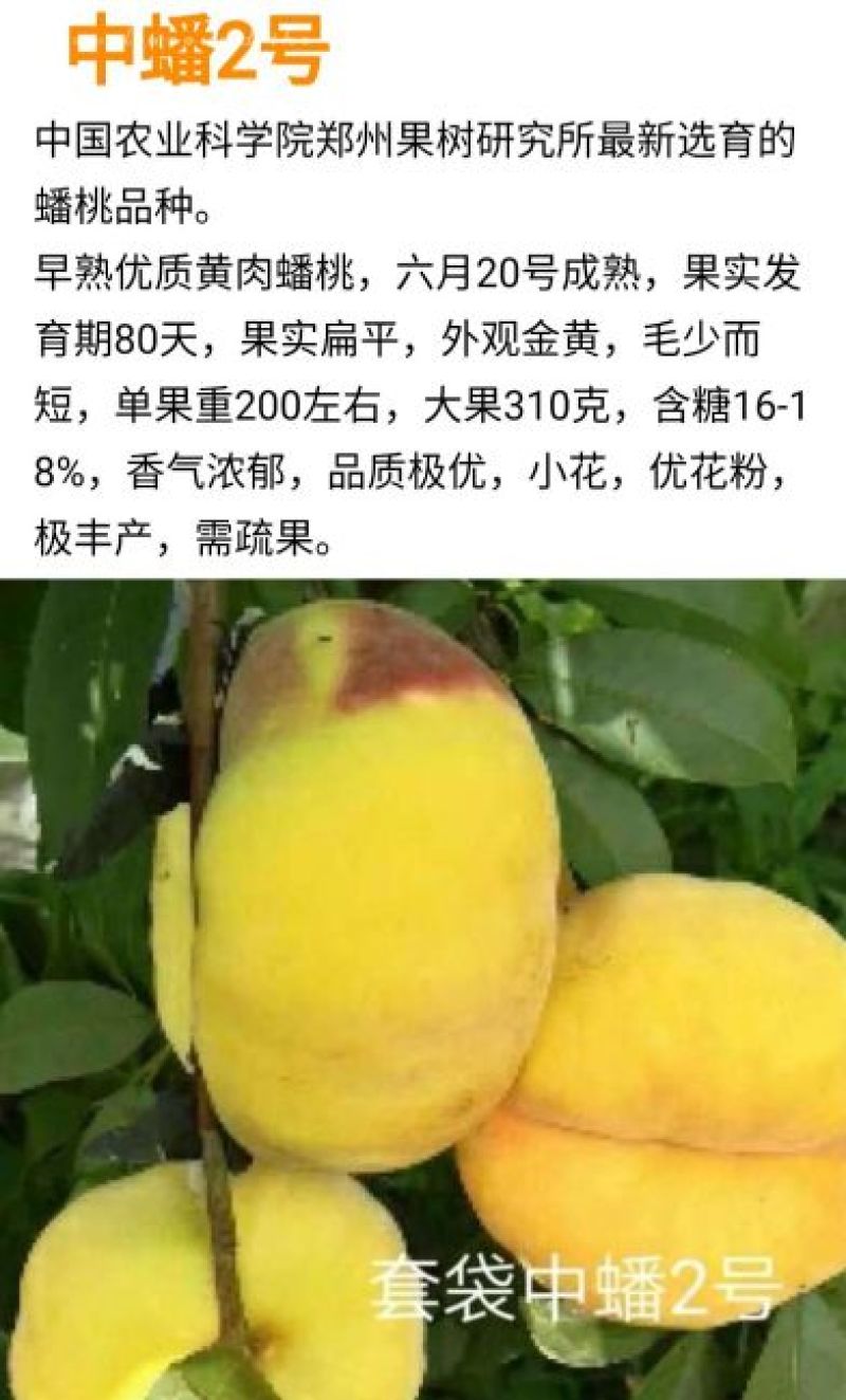 桃树苗中蟠2号桃苗