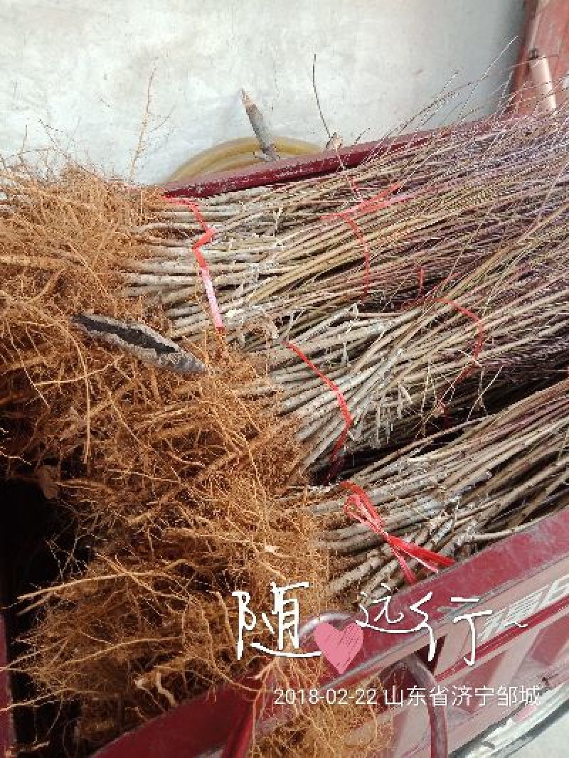 桃树苗中蟠2号桃苗