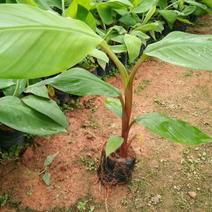 南洋红香蕉苗新品种果树苗香蕉树苗四季结果南方北方种植