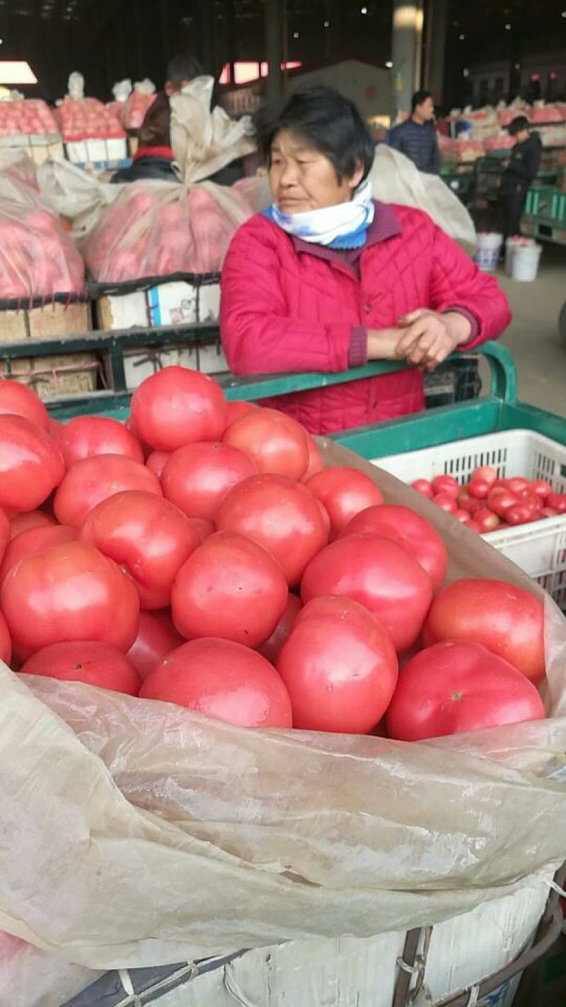 硬粉西红柿弧三以上大红精品