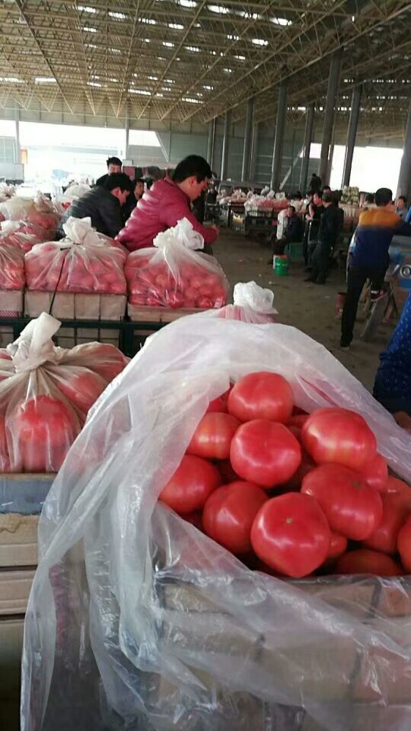 硬粉西红柿弧三以上大红精品