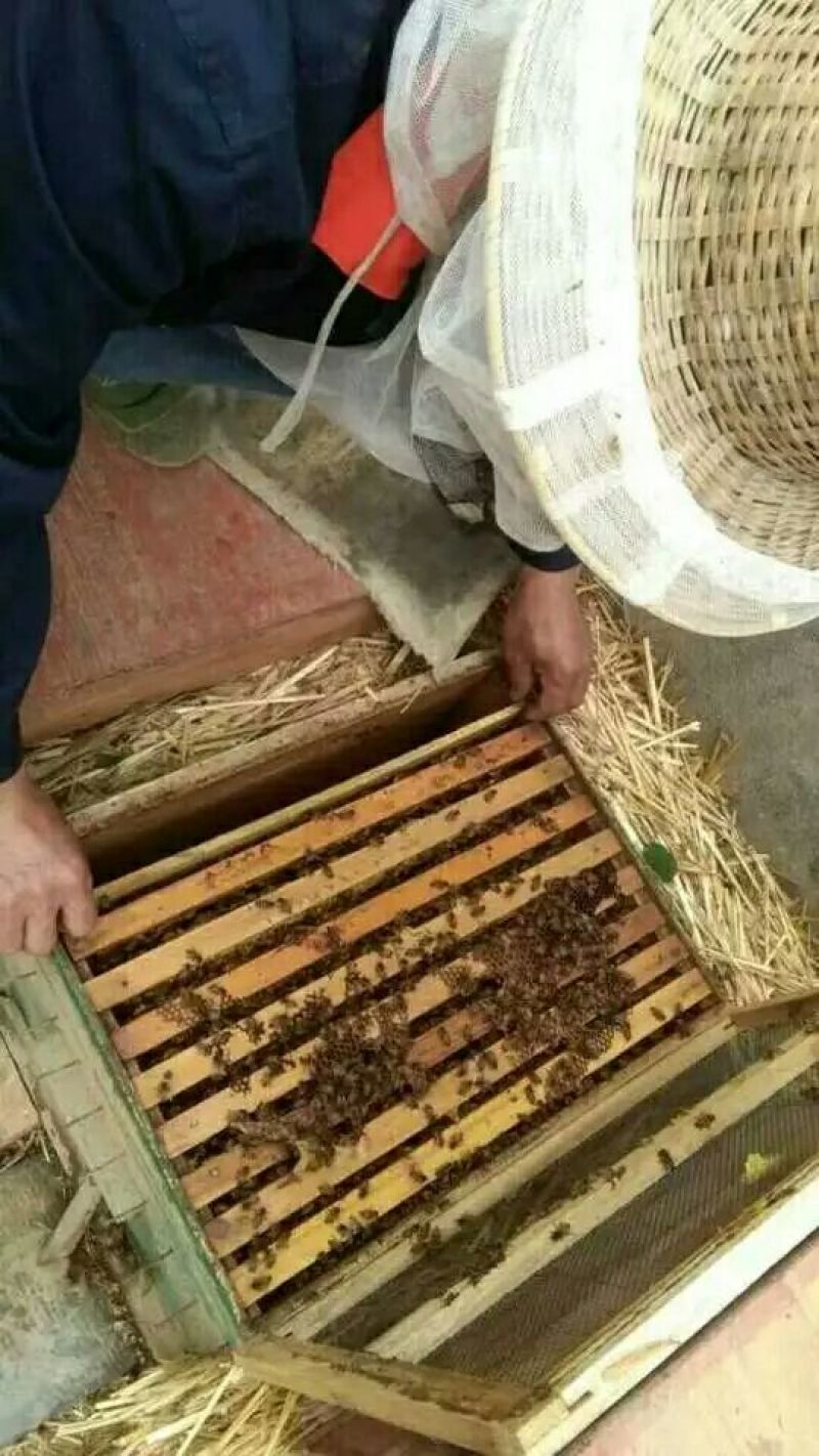 洋槐蜜2斤
