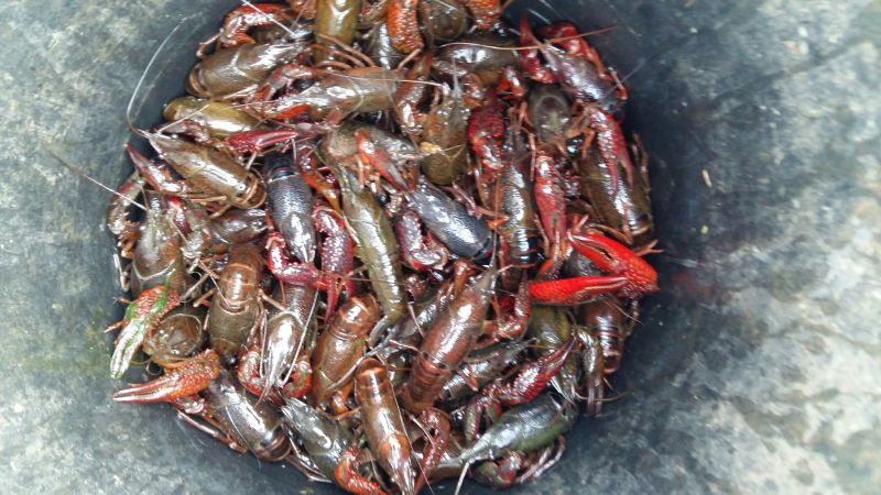 澳洲龙虾26~30只/kg
