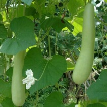 精品瓠瓜，葫芦瓜，夜开花，蒲瓜，大量上市，欢迎对接