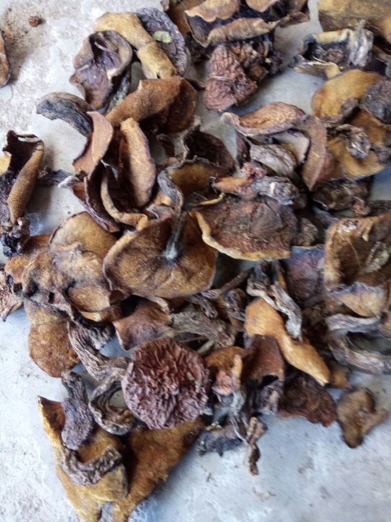 松蘑秋板剪根无虫洞过筛自然晒干气味浓香。