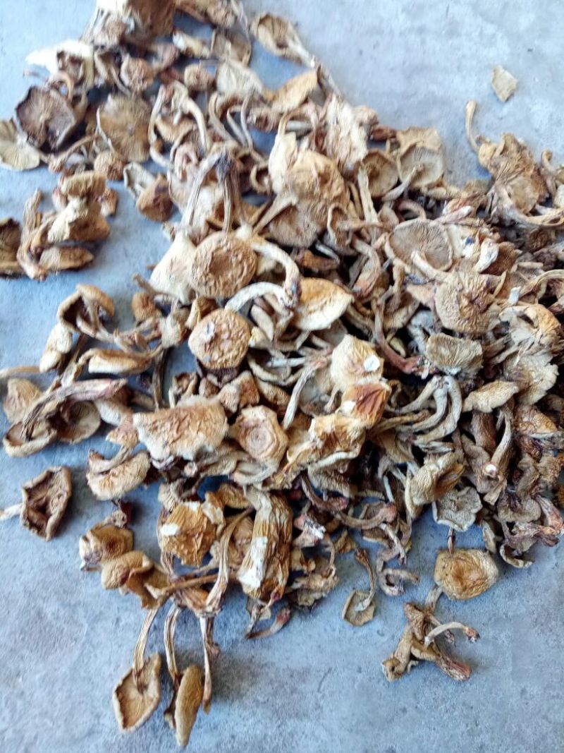 松蘑秋板剪根无虫洞过筛自然晒干气味浓香。