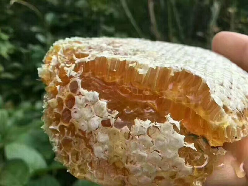 土蜂蜜正宗缅甸野生蜂蜜