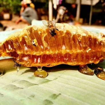 土蜂蜜正宗缅甸野生蜂蜜