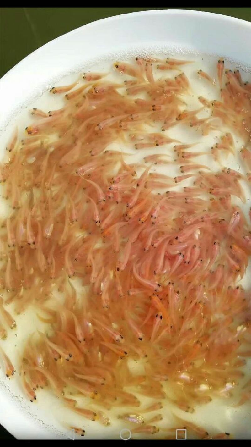 红罗非鱼苗7朝