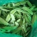 豌豆荚荷兰豆