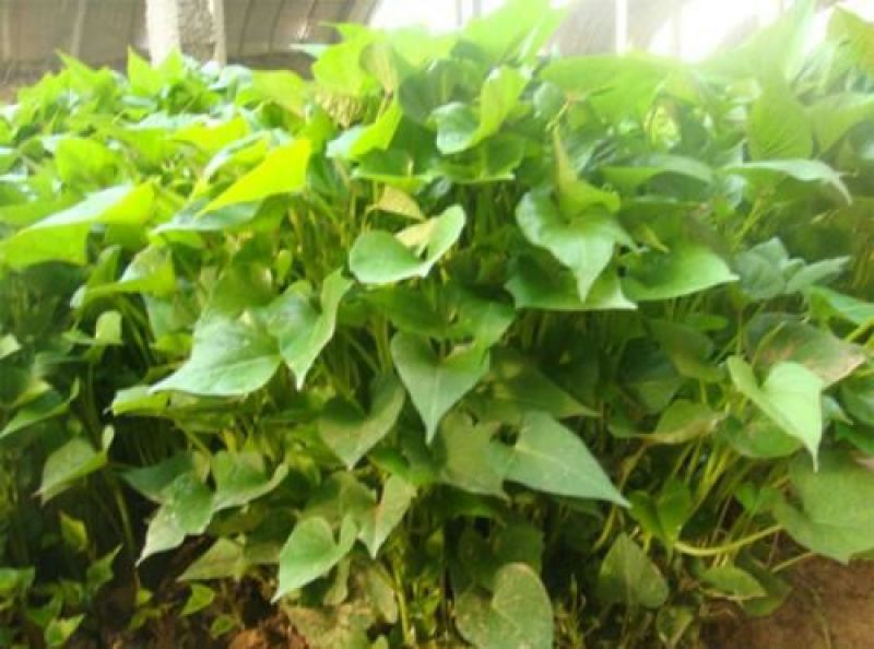 商薯19红薯苗15~25cm