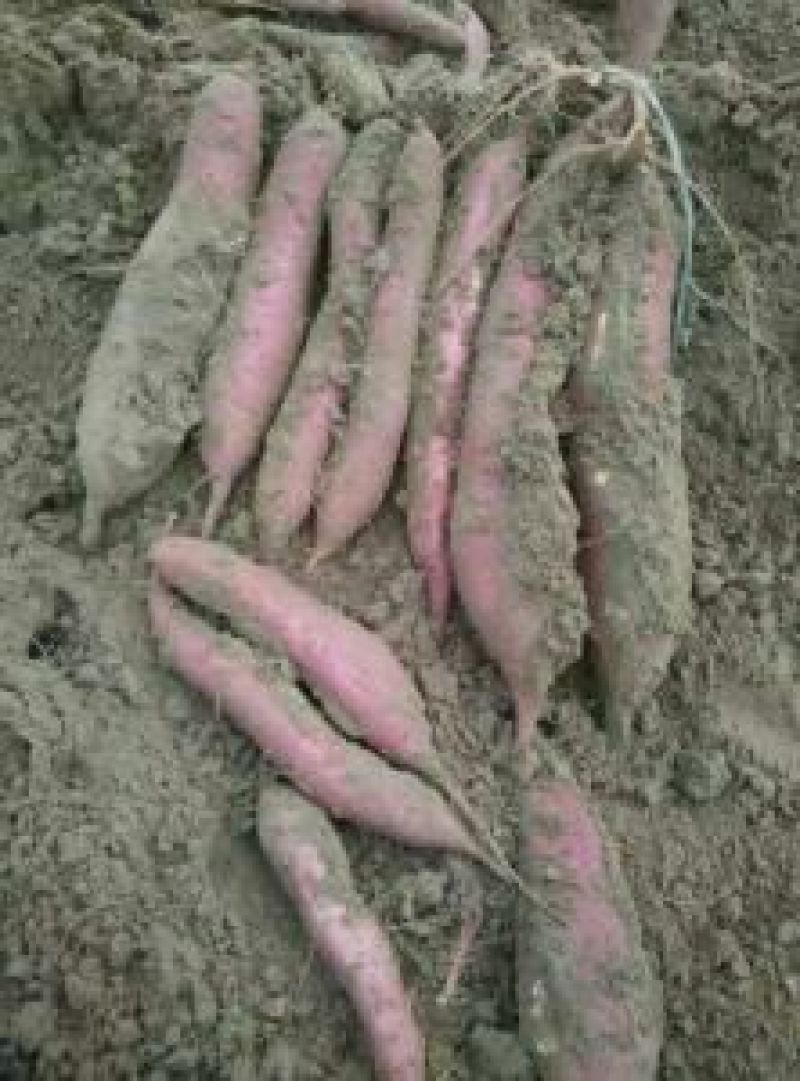 商薯19红薯苗15~25cm