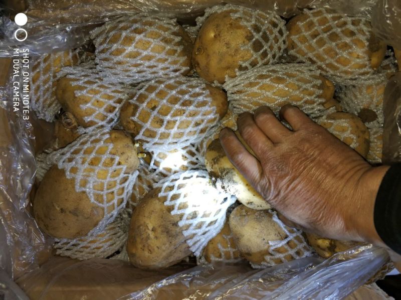 平度市精品荷兰十五土豆，产地直供，货源充足，大小车随