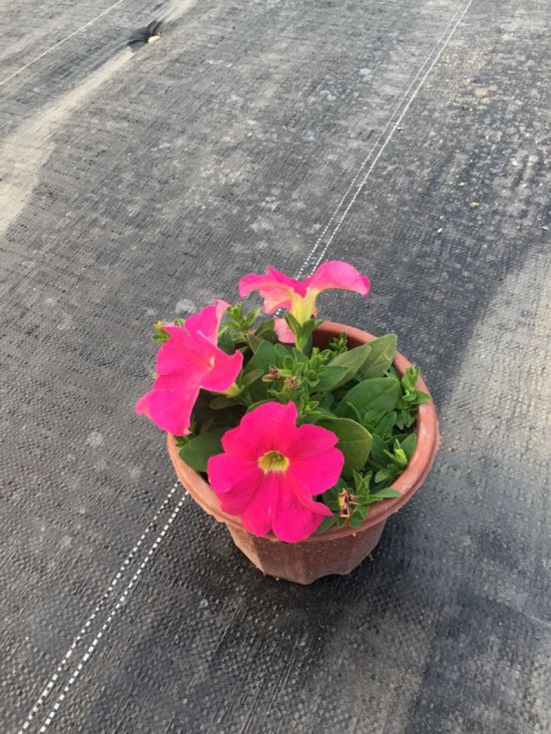 矮牵牛