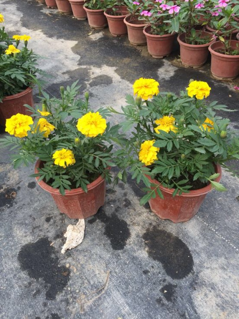使君子