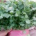 大叶香菜20~30厘米，长年有货，保质保量，
