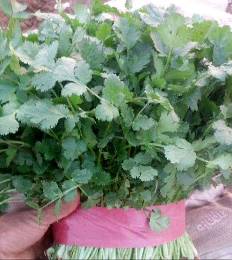 大叶香菜20~30厘米，长年有货，保质保量，