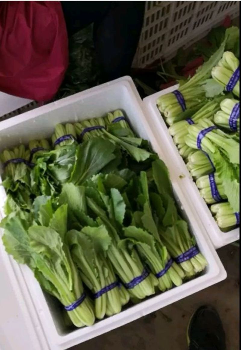 小白菜20cm以上