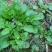 荠菜5cm以上