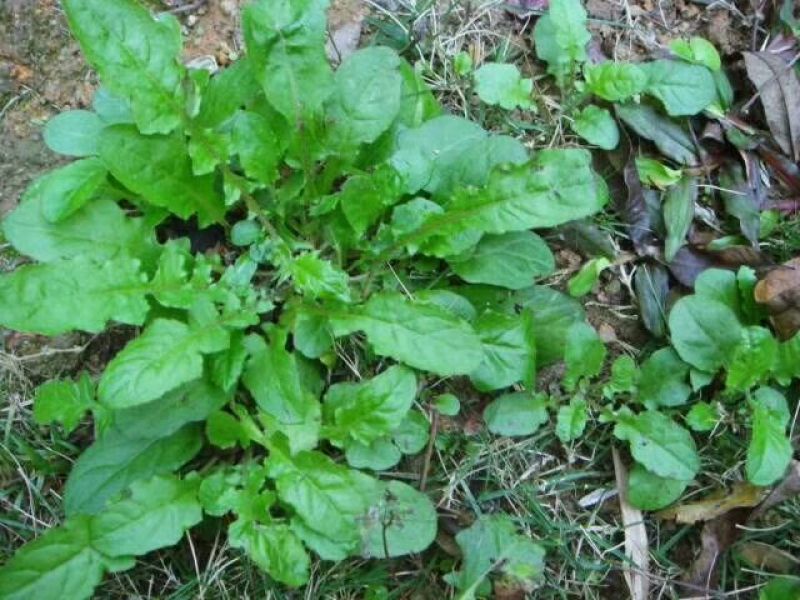 荠菜5cm以上