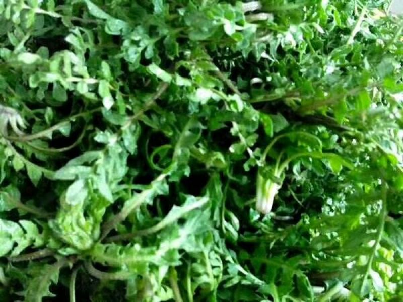 荠菜5cm以上
