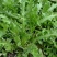 荠菜5cm以上