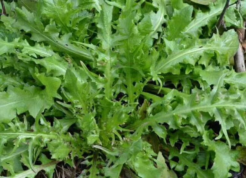 荠菜5cm以上